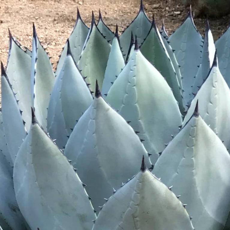 Agave Cactus