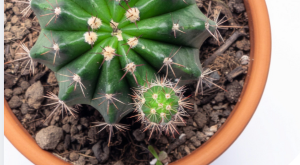 Succulent