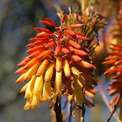 Red hot poker