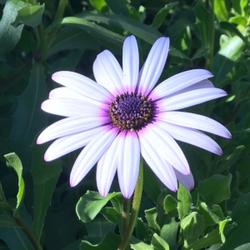 African Daisy
