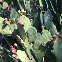prickly pear
