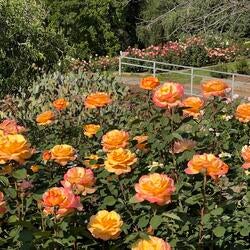 Drone tour of the Gardens