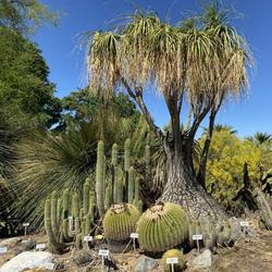 Plant Ecology at the UCR Botanic Gardens