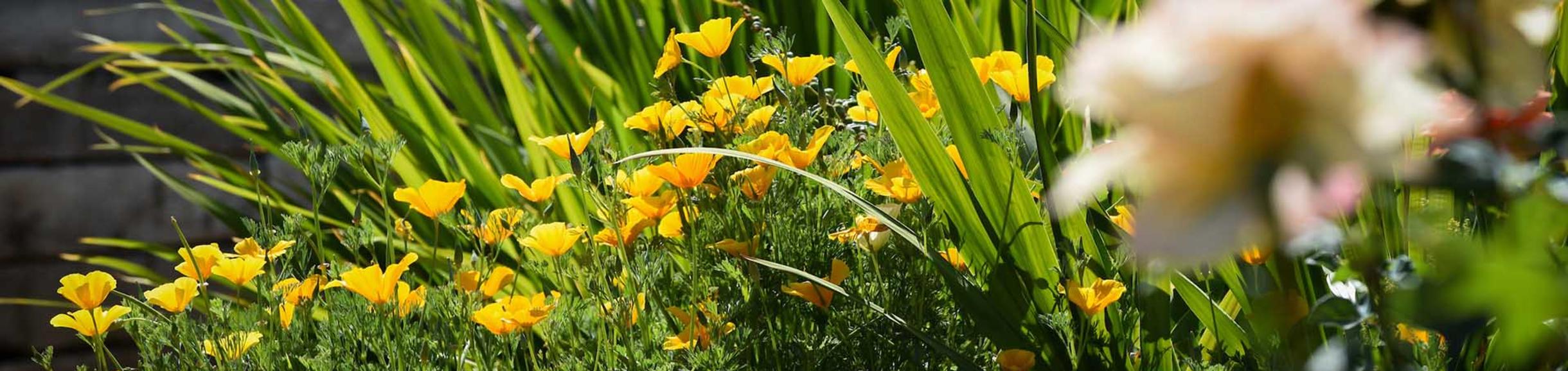 UC Riverside Botanic Gardens Members annual meeting