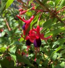 Fuchsia flower