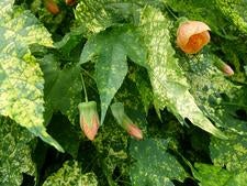 Abutilon shrub