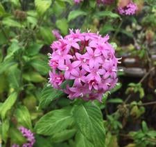Pink Pentas flower