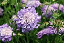 Scabiosa flower
