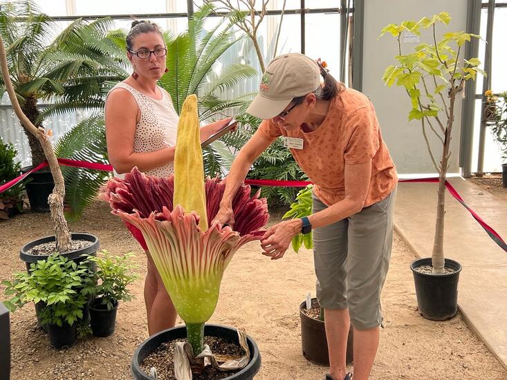 temperature of corpse plant
