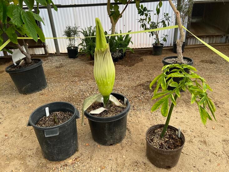corpse plant