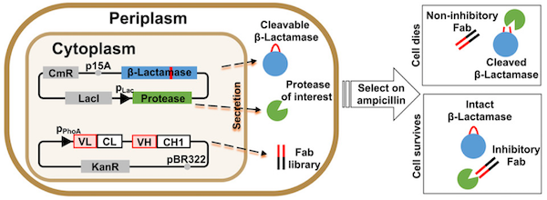 Functional Selection 