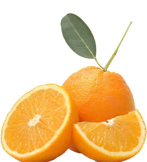 A sliced navel orange sits in front of one that was just picked with stem and leaf intact. A sliced navel orange sits in front of one that was just picked with stem and leaf intact.