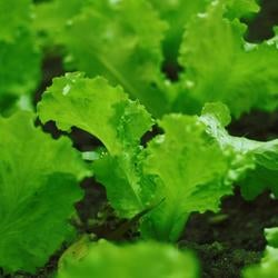 Lecture Series, greens in field