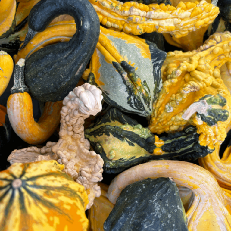 Zoomed-in photograph of various kinds of pumpkins
