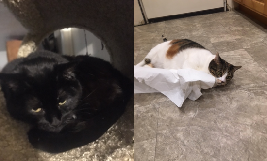 Pet Pic_Maggie and Rayna