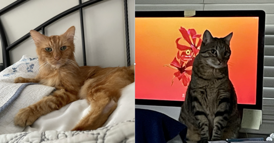 Pet Pic_Rafu and Tchalla