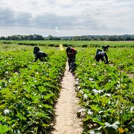 US-Mexico por Salud banner2 Migrant farm workers in field