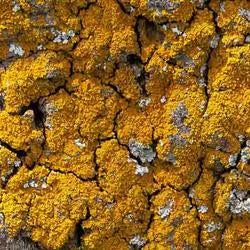 Lichen