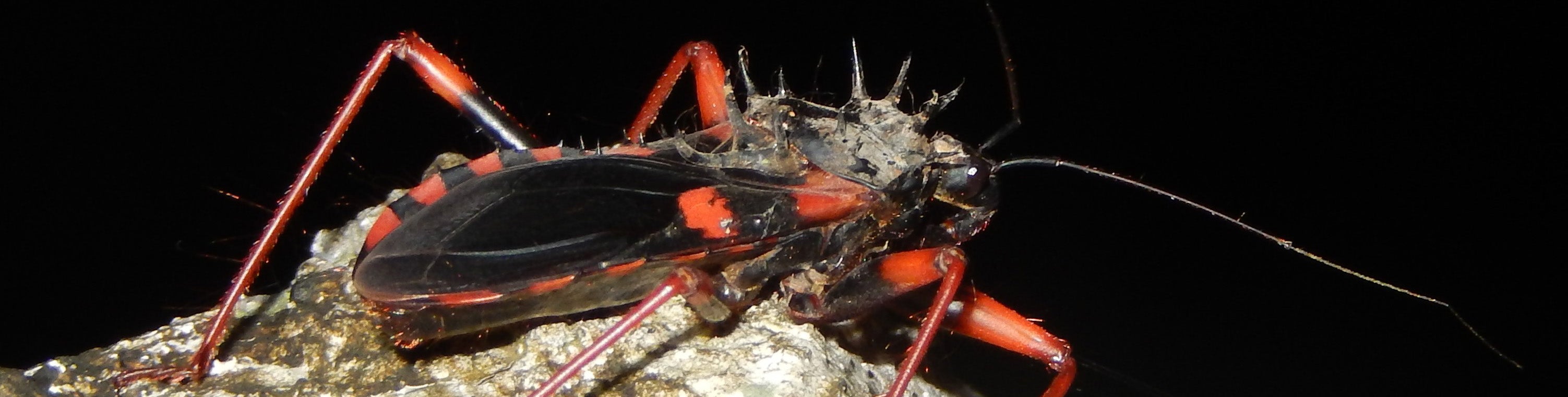 Psyttala in Cameroon