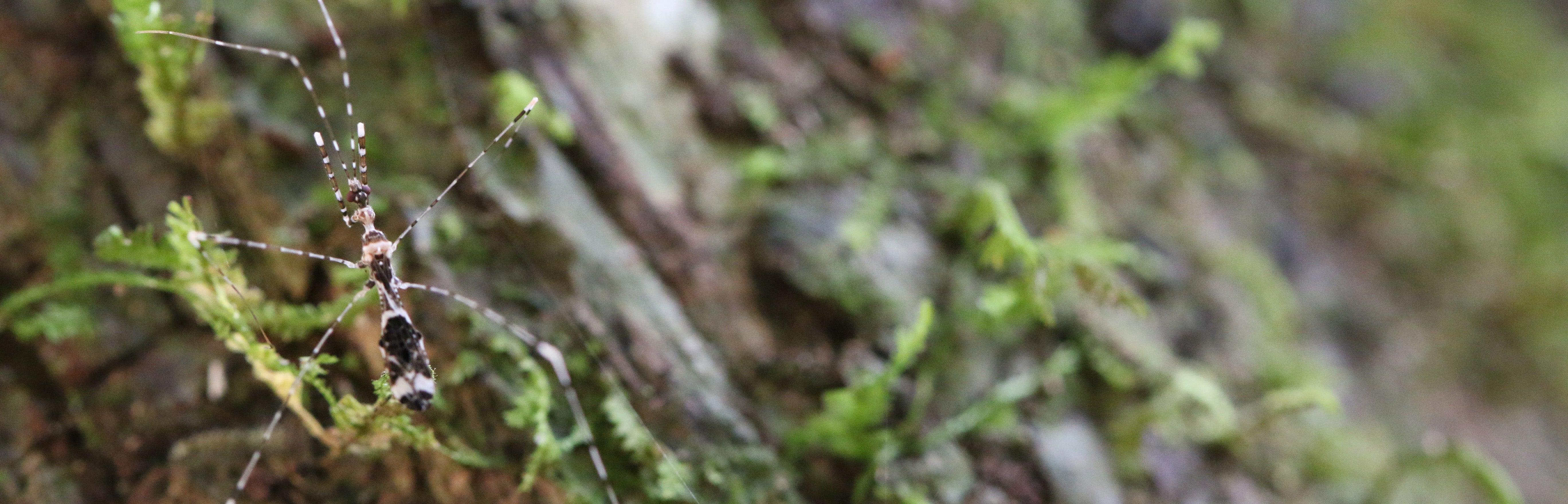 Emesine on tree trunk