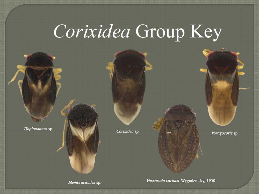 Corixidea