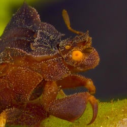Phymata arctostaphylae