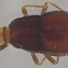 Vianaidinae