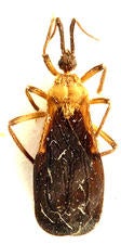 Abelocephala