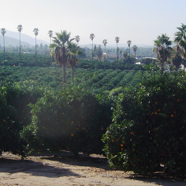Citrus Grove, Riverside