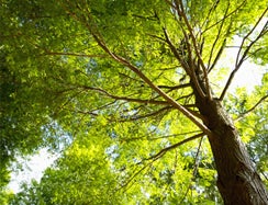 Tree dutch angle shoot