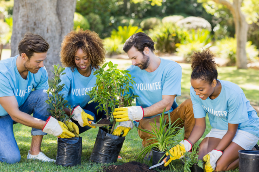 A diverse group of youg men and women wearing light blue shirts with Volunteer printed on them planting flowers in what appears to be a public park.