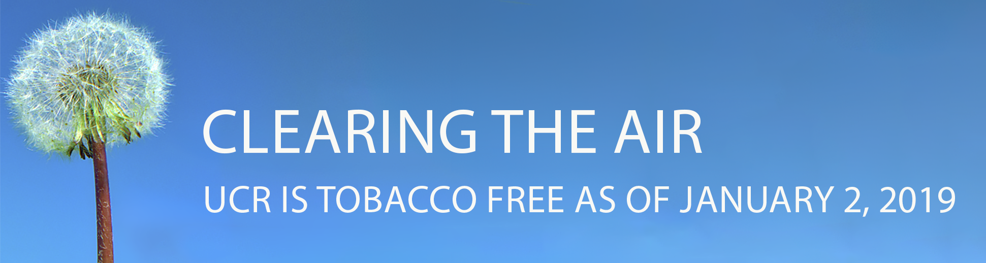 Blue banner with plant that has a fuzzy pom pom on a stem on the left side with the Clearing the Air title and subtile that reads UCR is tobacco free   since January 12 2019