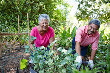 Elderly Hispanic Couple Smiling While Gardening in a Flowerbed