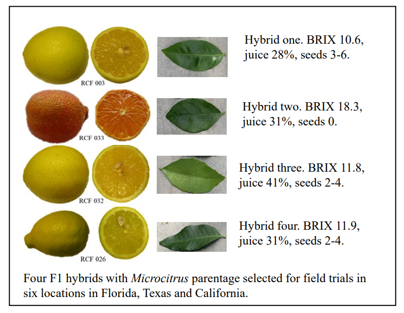 Four F1 hybrids used for field trials