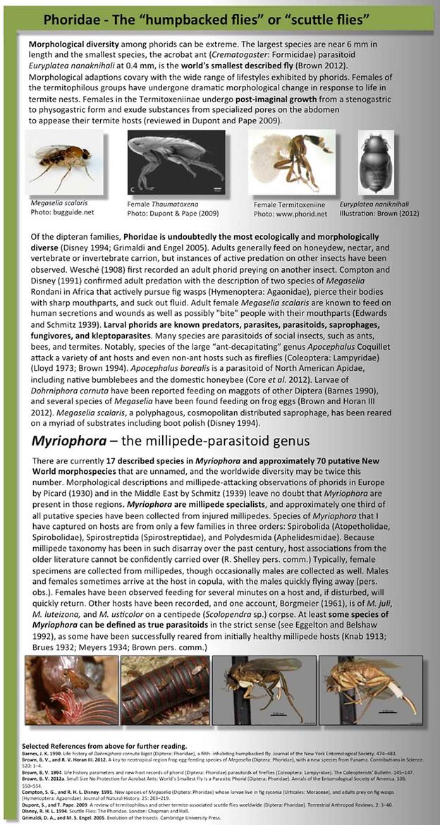 Phoridae article