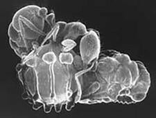 Solenopsis invicta carrying pupa of Orasema xanthopus