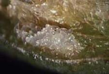 Eggs of Obeza floridana in fruit