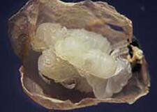 Pupae of Pseudochalcura gibbosa in coccon of Camponotus herculeanus