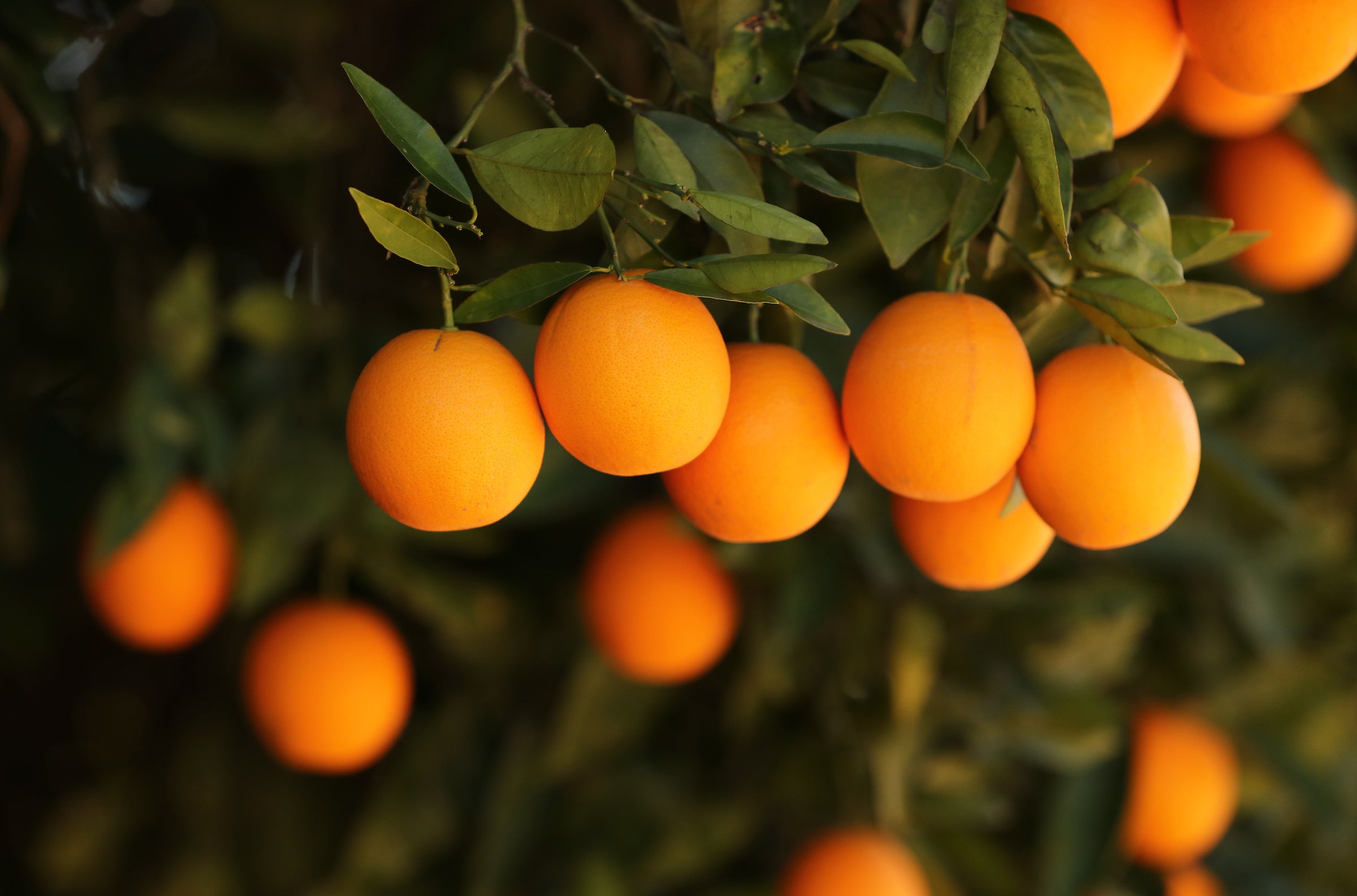oranges in a tree (c) UCR/Stan Lim