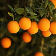 oranges in a tree (c) UCR/Stan Lim