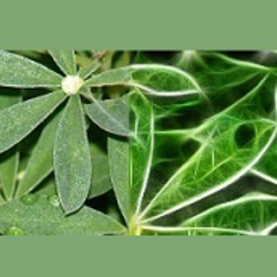 Plant Imagery