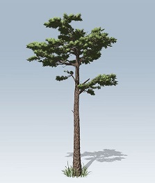 tree 2016
