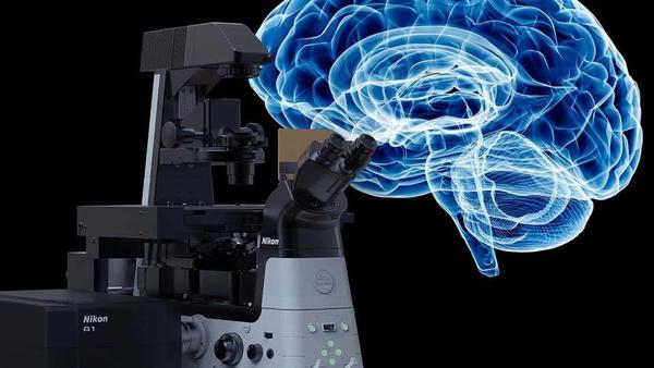 microscope and brain illustration
