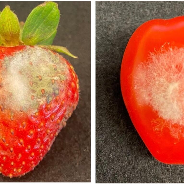 jin lab - fungal infection