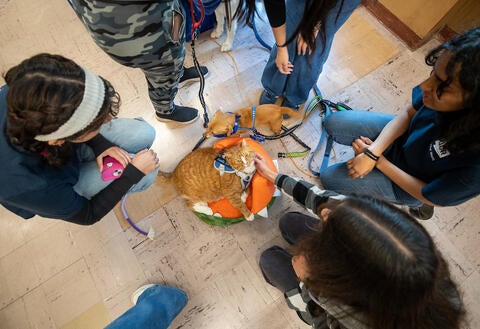 Therapy Fluffies 2025