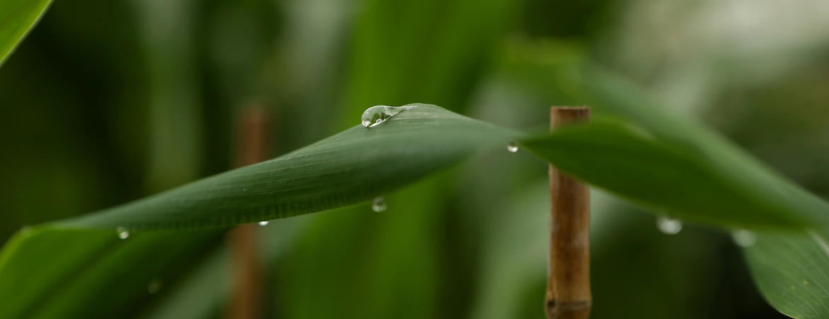 UCR greenhouse