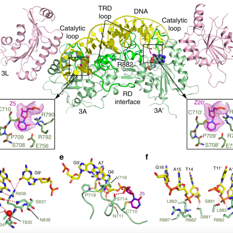 DNA methylation