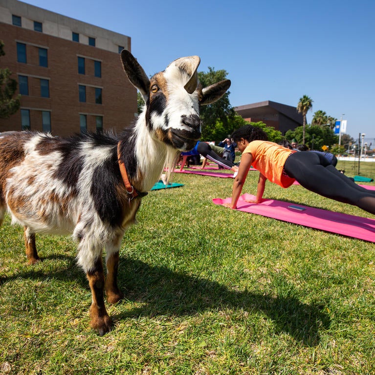 Goat and staff practicing yoga outdoors.