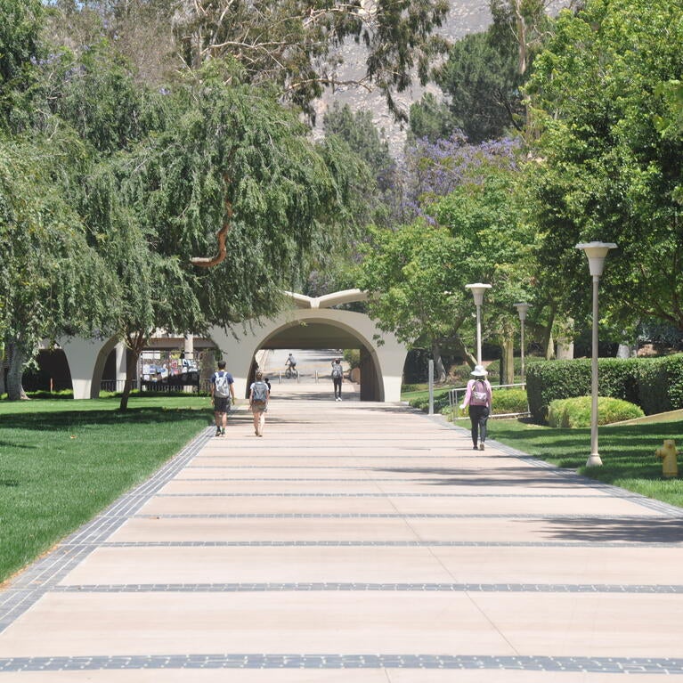 Eucalyptus Walk