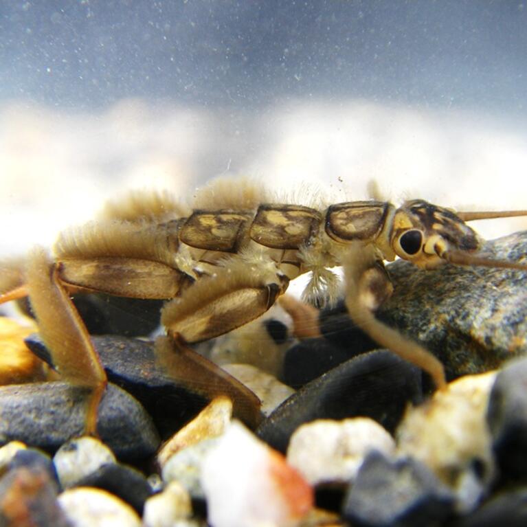 stonefly